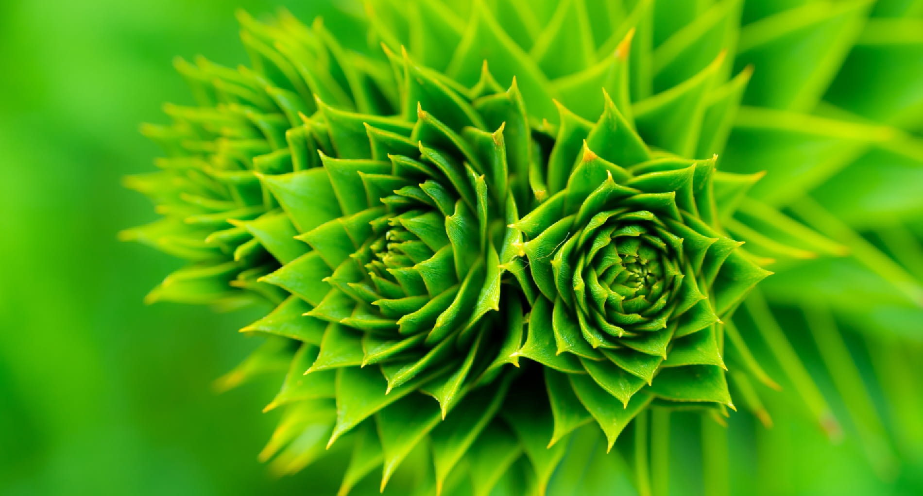 Foto das folhas da Araucária Angustifolia