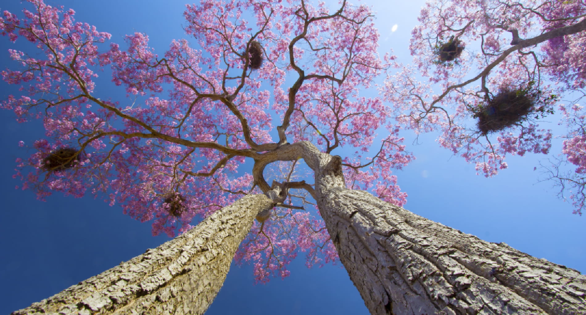 Foto de um Ipê Roxo