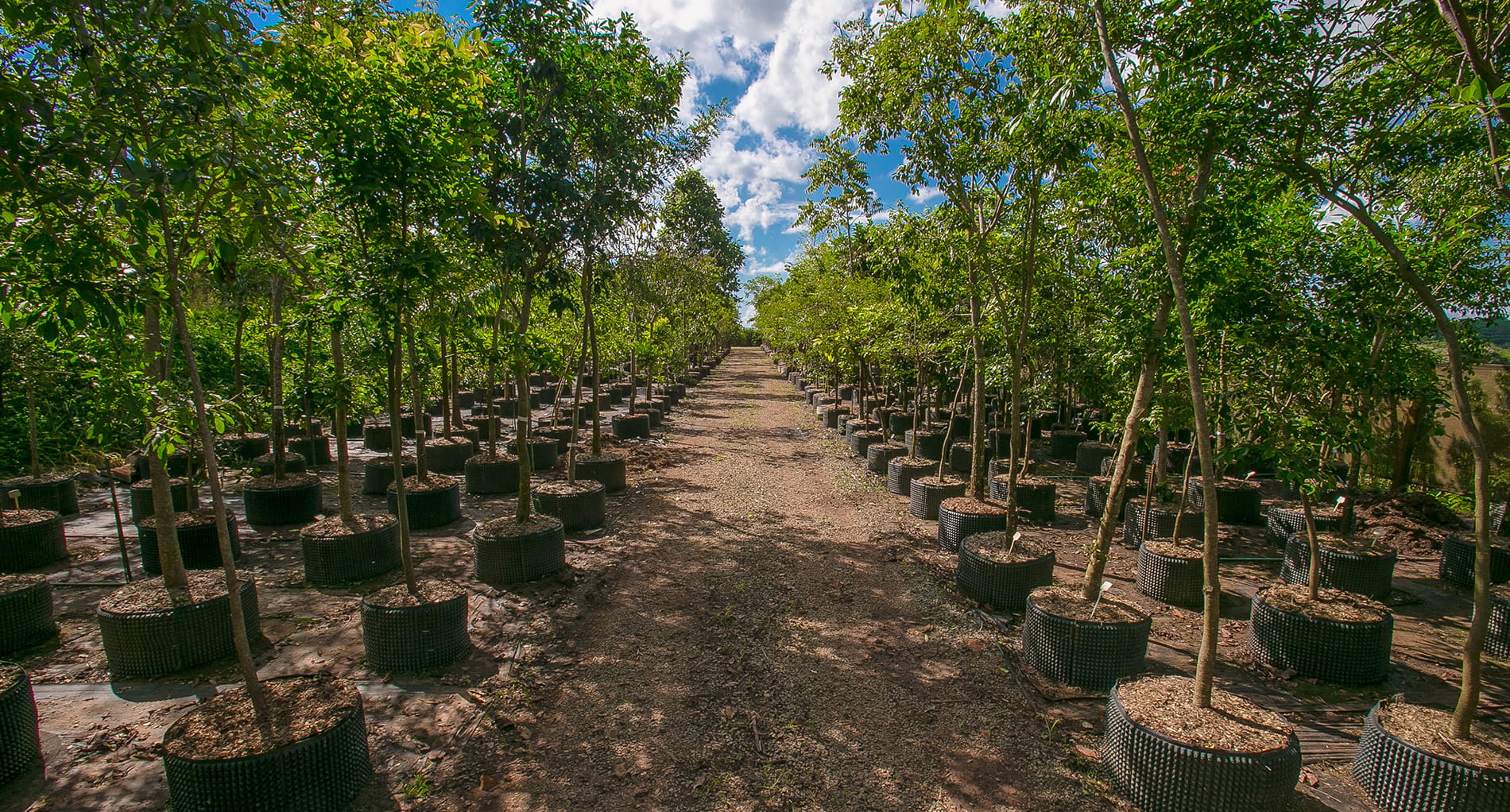 Foto do viveiro da Fábrica de Árvores