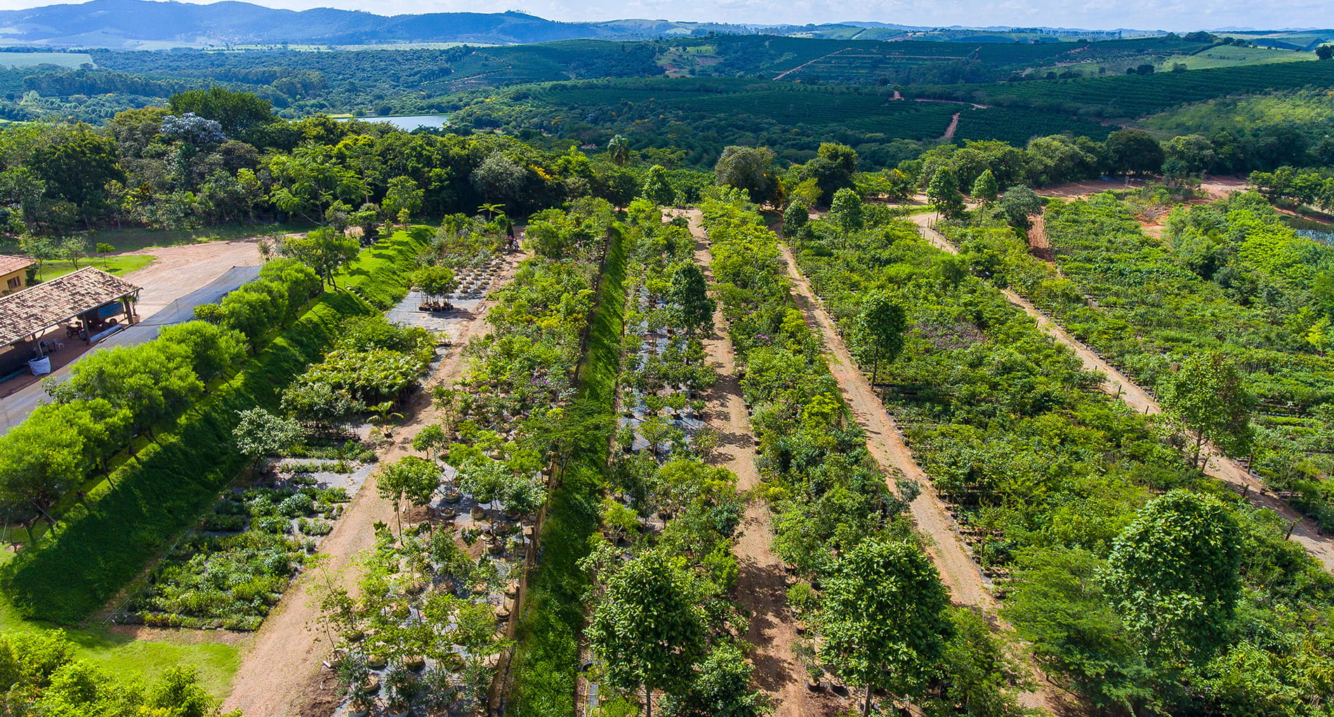 Foto aérea do viveiro da Fábrica de Árvores
