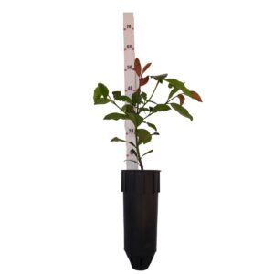 Bacupari - Garcinia brasiliensis - PP (20 a 40cm) Bacupari - Garcinia brasiliensis - PP (20 a 40cm)
