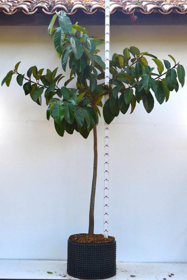 Figueira Gomeleira - Ficus gomelleira