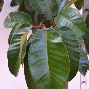 Figueira Gomeleira - Ficus gomelleira Figueira Gomeleira - Ficus gomelleira