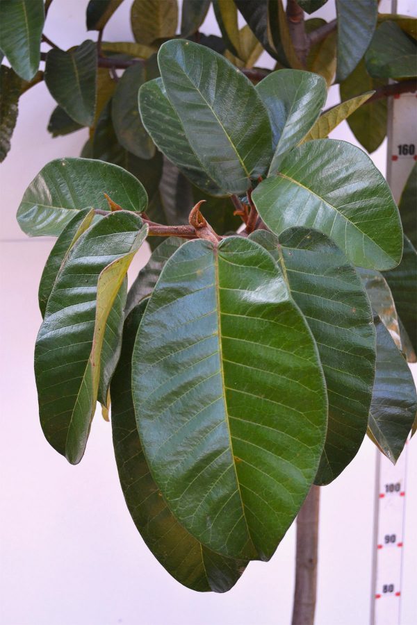 Figueira Gomeleira - Ficus gomelleira