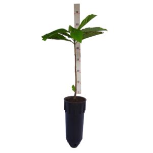 Babosa branca - Cordia superba - P (50 a 70cm)