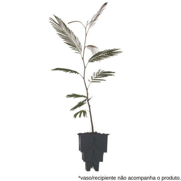 Angico-preto - Anadenanthera colubrina