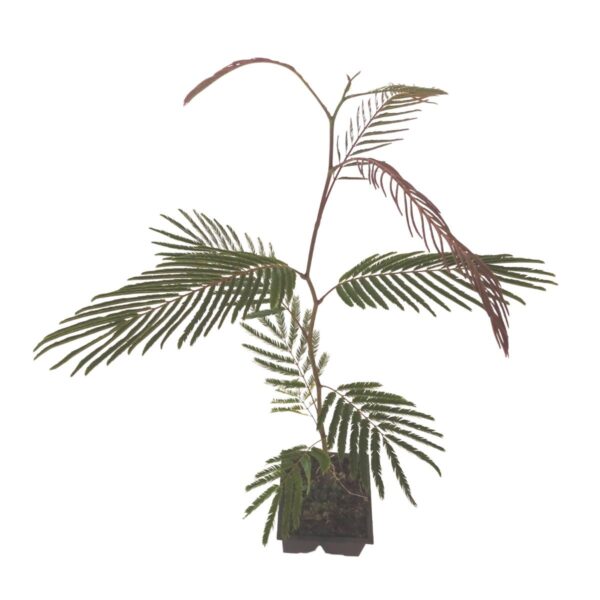 Angico-preto - Anadenanthera colubrina