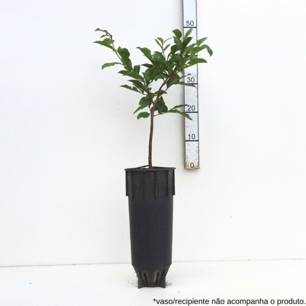 Araçá-arbóreo - Psidium arboreum