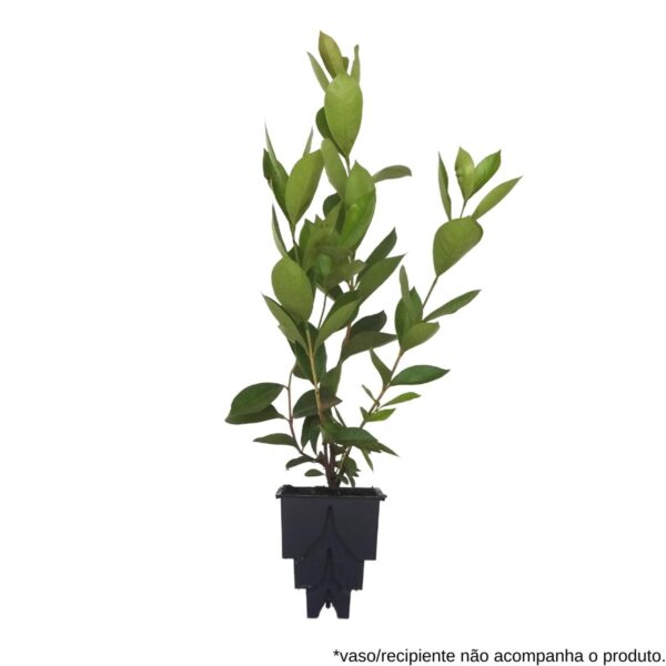 Araçá-do-mato - Psidium longipetiolatum