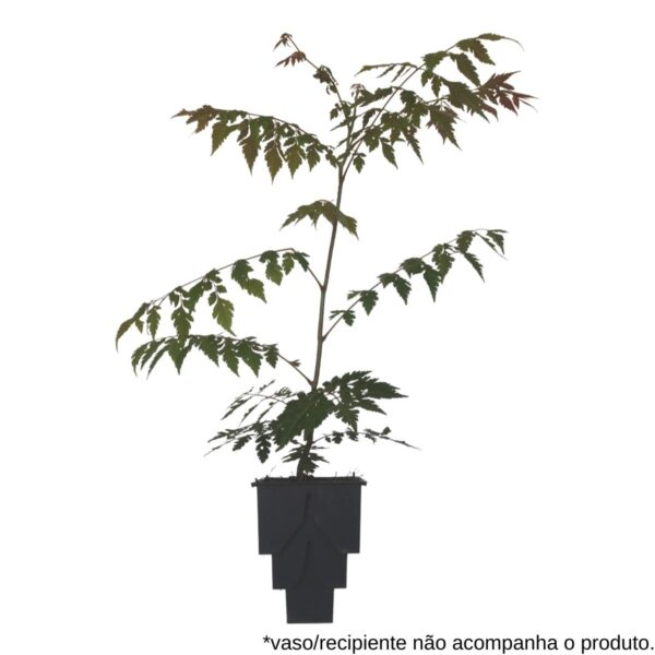 Árvore-da-china - Koelreuteria bipinnata
