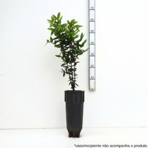 Cabeludinha - Myrciaria glazioviana Cabeludinha - Myrciaria glazioviana