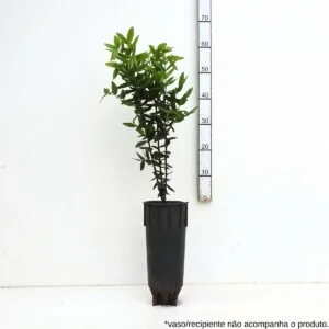 Cabeludinha - Myrciaria glazioviana