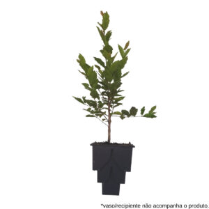 Cambuci - Campomanesia phaea