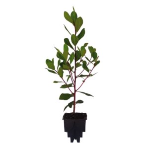 Capororoca da restinga – Myrsine parvifolia