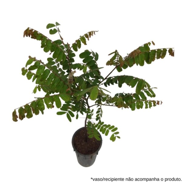 Cassia-grande - Cassia grandis