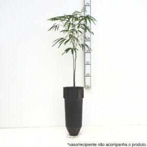 Farinha seca - Albizia niopoides Farinha seca - Albizia niopoides