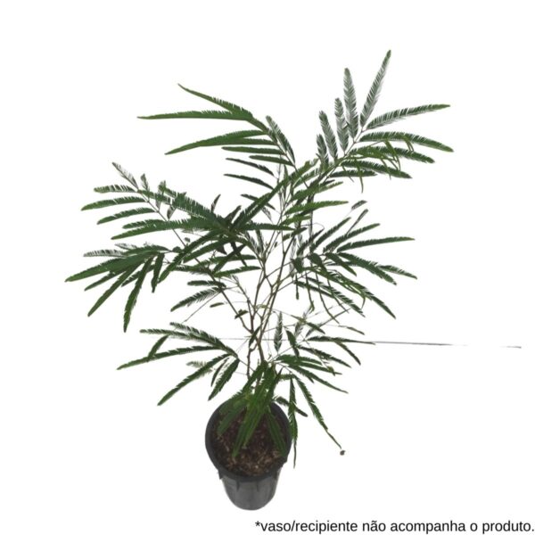 Farinha-seca - Albizia niopoides