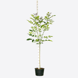 Freixo - Fraxinus ornus - M (1,5 a 1,8m)