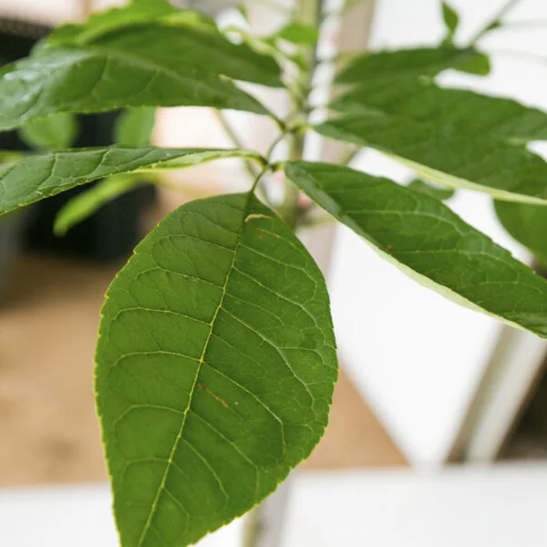 Freixo - Fraxinus ornus - M (1,5 a 1,8m)
