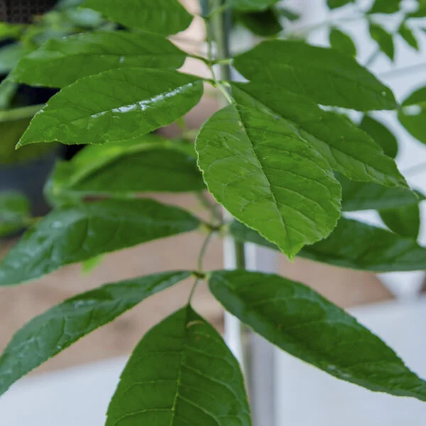 Freixo - Fraxinus ornus - M (1,5 a 1,8m)