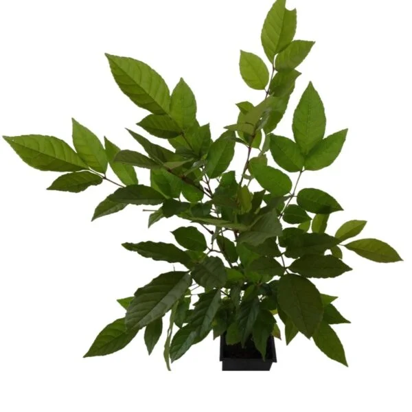 Freixo - Fraxinus ornus