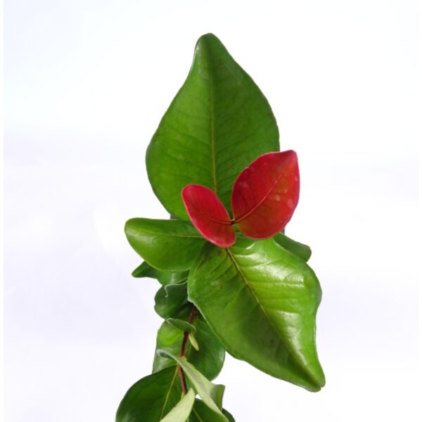 Capororoca da restinga – Myrsine parvifolia