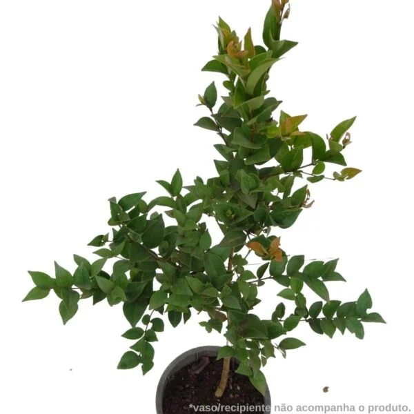 Grumixama mirim - Eugenia longipedunculata