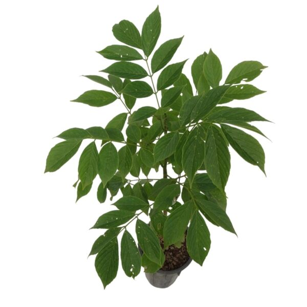 Ingá-bravo - Lonchocarpus sericeus