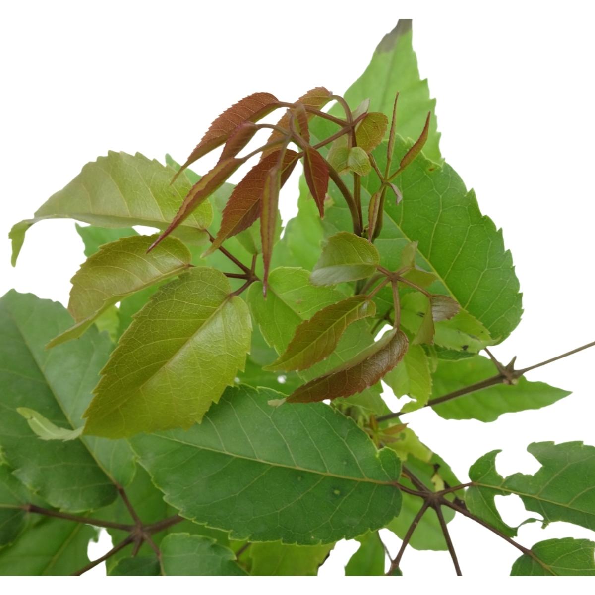 Ipê roxo sete folhas - Handroanthus heptaphyllus - Fábrica de Árvores