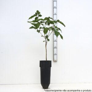 Ipê roxo de bola - Handroanthus impetiginosus