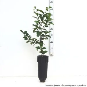 Laranjinha do mato - Frutífera Nativa Rara