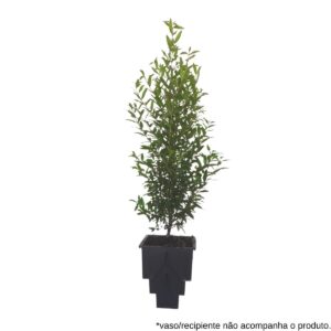 Mini romã - Punica granatum