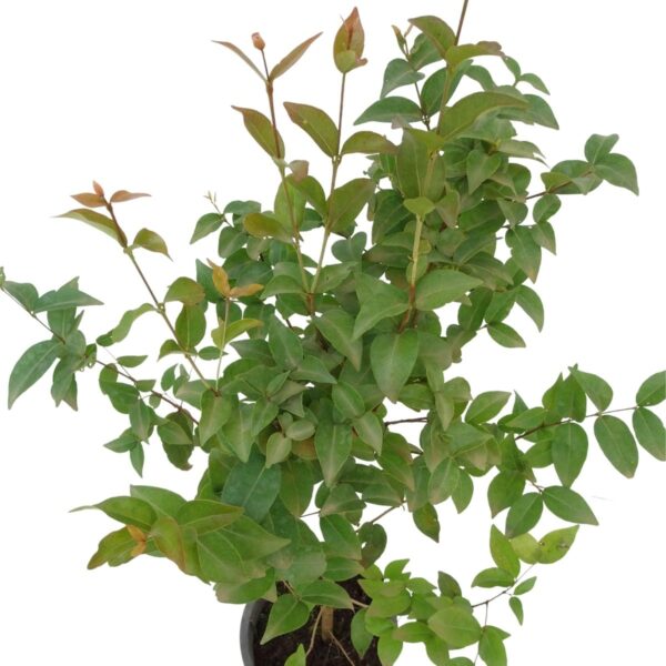 Pitanga - Eugenia uniflora
