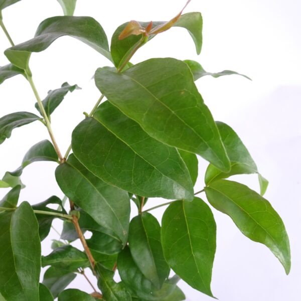 Capororoca da restinga – Myrsine parvifolia