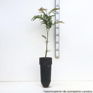 Siraricito - Cojoba sophorocarpa