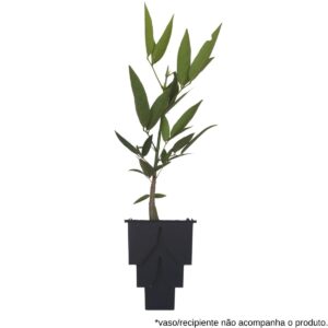 Sombreiro - Clitoria fairchildiana