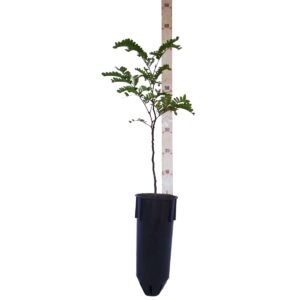 Pau brasil gigante - Paubrasilia echinata