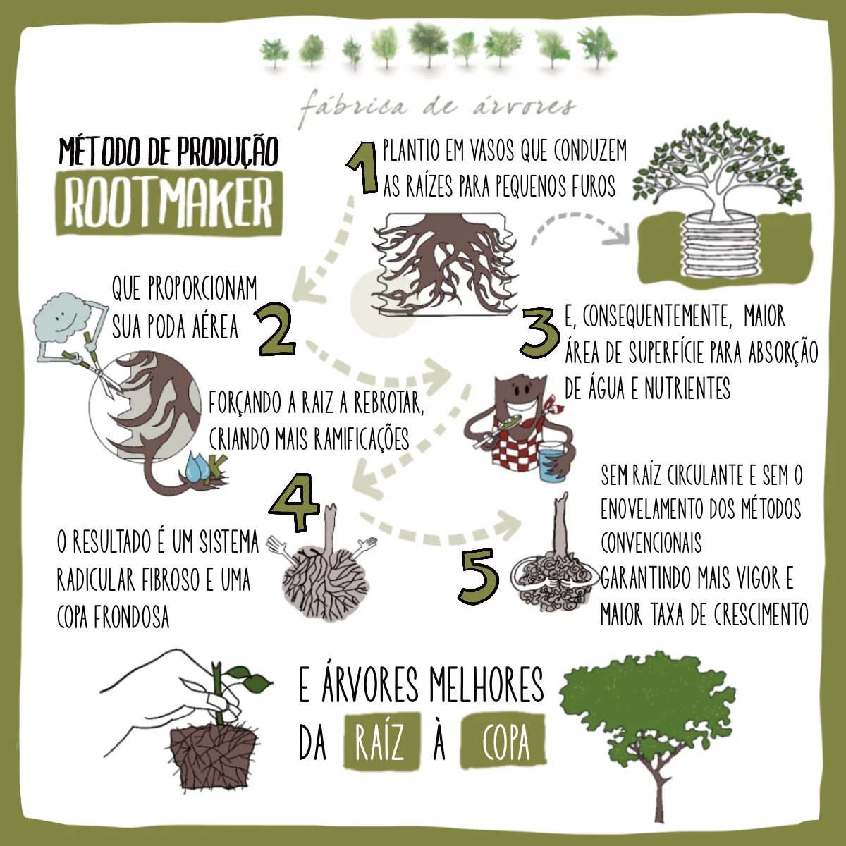 Feijoa / Goiaba da Serra - Feijoa sellowiana Feijoa / Goiaba da Serra - Feijoa sellowiana