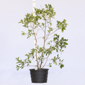 Araçá amarelo - Psidium cattleyanum Araçá amarelo - Psidium cattleyanum