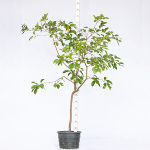 Araçá arbóreo - Psidium arboreum Araçá arbóreo - Psidium arboreum