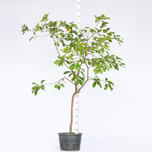 Araçá-arbóreo - Psidium arboreum
