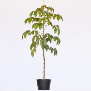 Boleira - Andá açú - Joannesia princeps