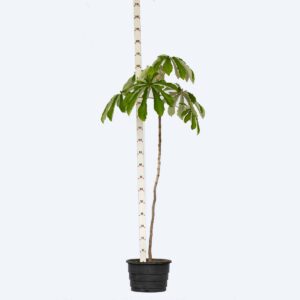 Embaúba Branca - Cecropia pachystachya