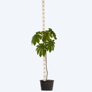 Embaúba Prateada - Cecropia hololeuca