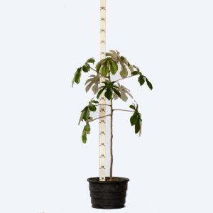 Embaúba Vermelha - Cecropia glaziovii