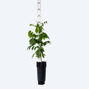 Embira de Sapo - Muellera campestris