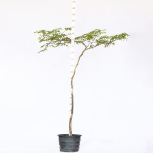 Espinilho - Vachellia farnesiana