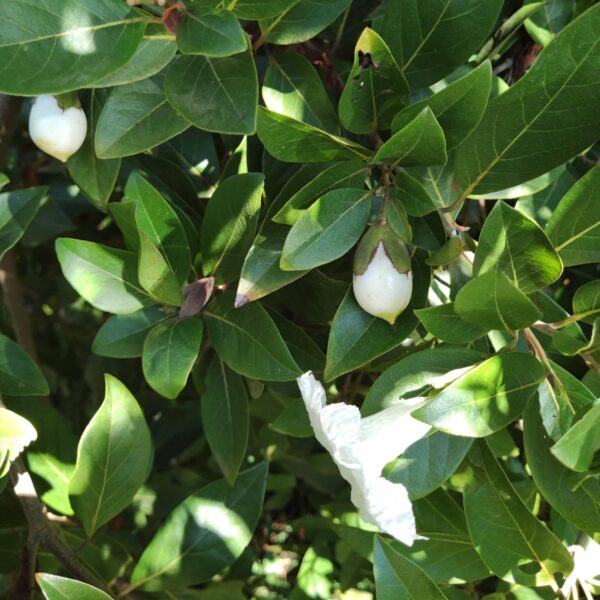 Frutinha de Leite - Louro Branco - Cordia taguahyensis