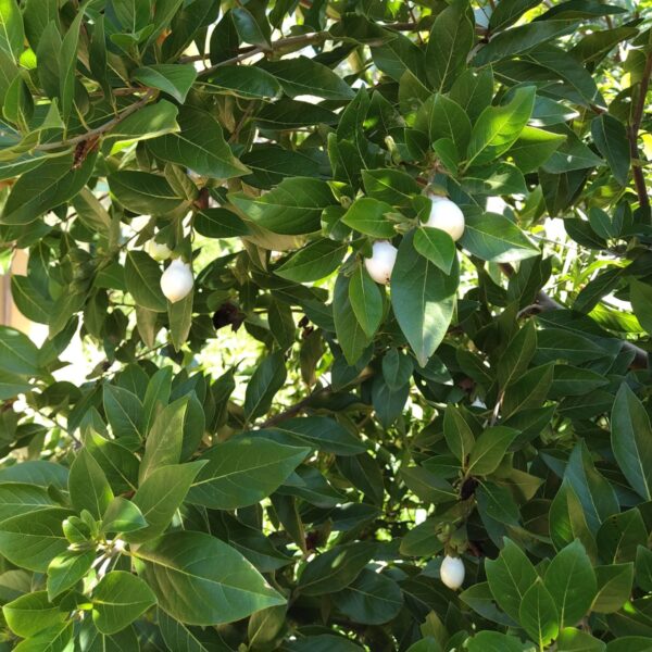 Frutinha de Leite - Louro Branco - Cordia taguahyensis