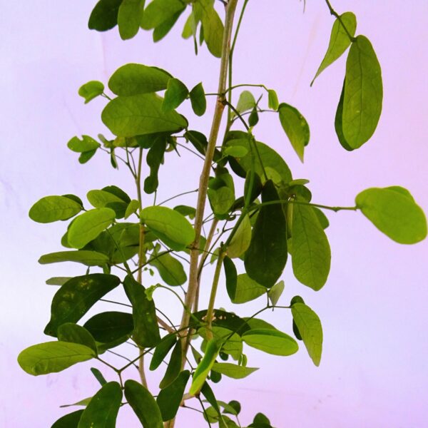 Pau D'alho - Gallesia integrifolia - PP (20 a 40cm)